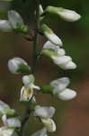 White false indigo